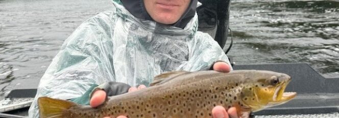 Brown Trout On The Fly!