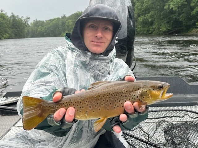 Brown Trout On The Fly!