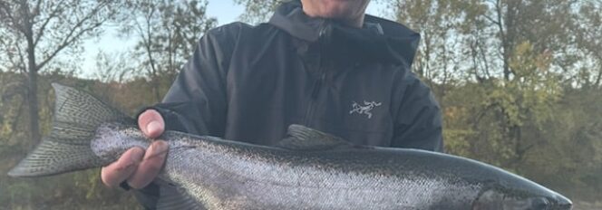 Muskegon River Fall Steelhead!