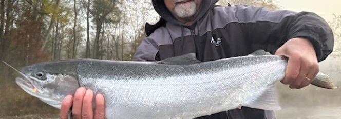 Fall Steelhead Fishing on The Muskegon River Is Heating Up!