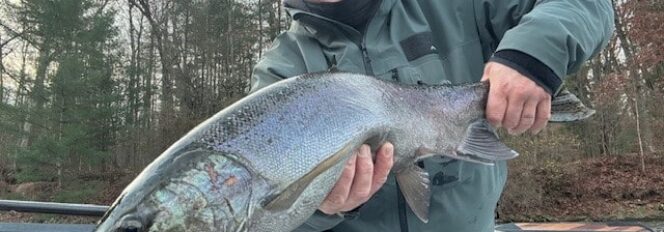 Don’t Tell Anyone but the Steelhead Fishing is Incredible on the Muskegon River Right Now!